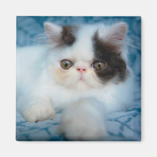 Cutest Baby Animals   Black & White Kitten Magnet