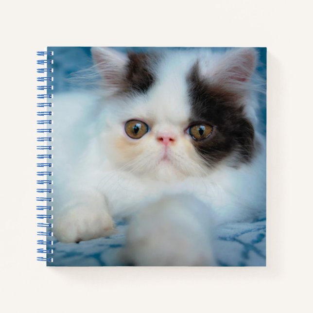 Cutest Baby Animals | Black & White Kitten Notebook (Front)