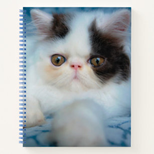 Cutest Baby Animals   Black & White Kitten Notebook