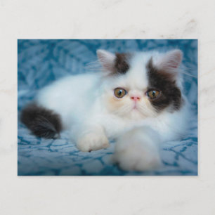 Cutest Baby Animals Black & White Kitten Postcard