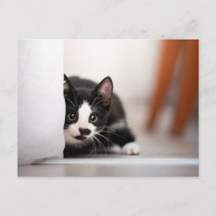 Cutest Baby Animals Black & White Kitten Postcard