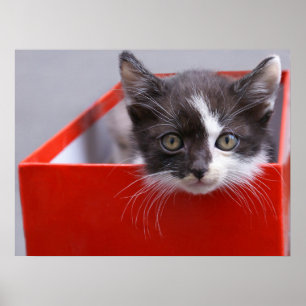 Cutest Baby Animals   Black & White Kitten Poster