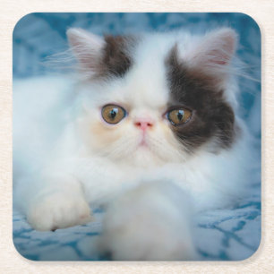 Cutest Baby Animals Black & White Kitten Square Paper Coaster