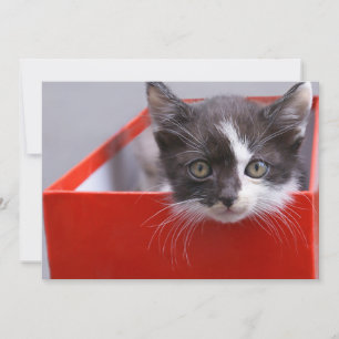 Cutest Baby Animals   Black & White Kitten Thank You Card