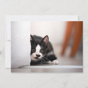 Cutest Baby Animals   Black & White Kitten Thank You Card