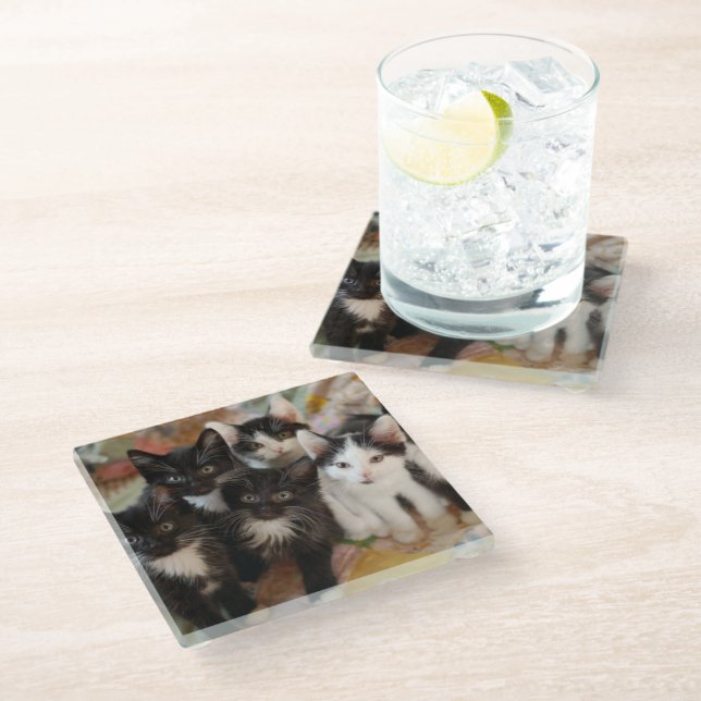 Cutest Baby Animals | Black & White Kittens Glass Coaster (Angled)