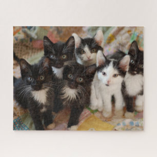 Cutest Baby Animals   Black & White Kittens Jigsaw Puzzle