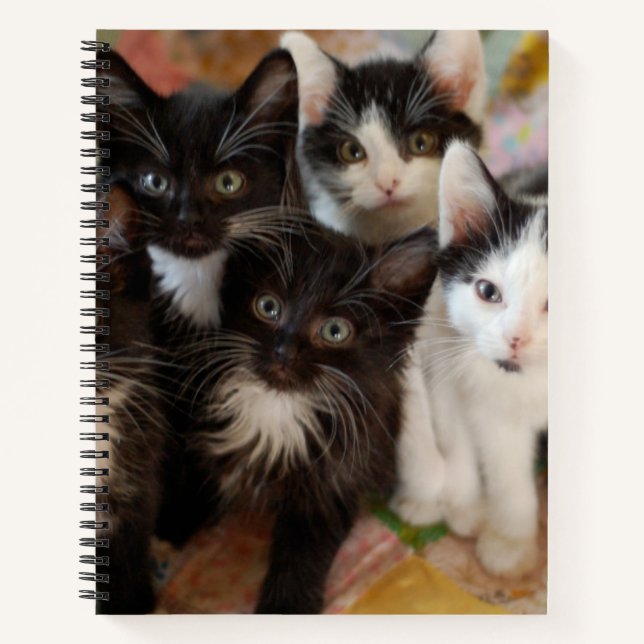Cutest Baby Animals | Black & White Kittens Notebook (Front)