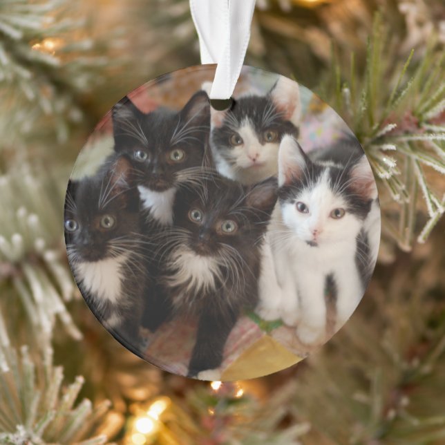Cutest Baby Animals | Black & White Kittens Ornament (Tree)