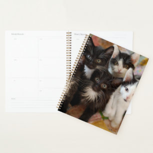 Cutest Baby Animals Black & White Kittens Planner