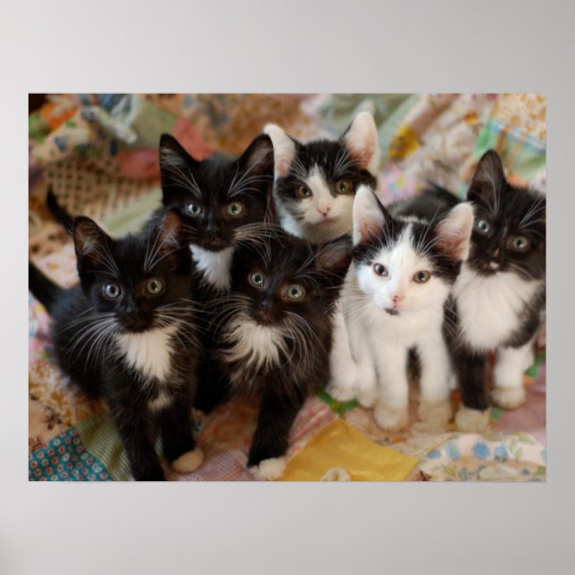 Cutest Baby Animals | Black & White Kittens Poster (Front)