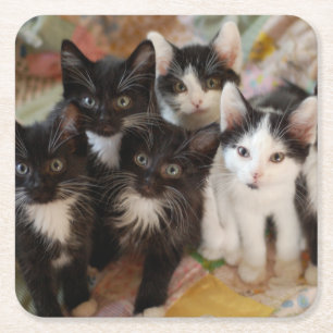 Cutest Baby Animals Black & White Kittens Square Paper Coaster
