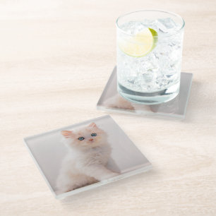 Cutest Baby Animals Blue Eye Kitten Glass Coaster