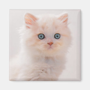 Cutest Baby Animals Blue Eye Kitten Magnet