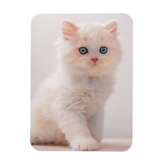 Cutest Baby Animals | Blue Eye Kitten Magnet (Vertical)