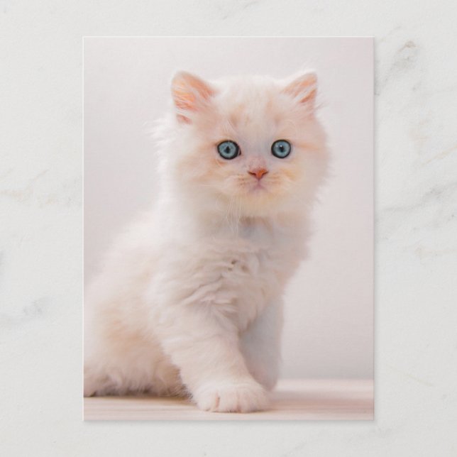 Cutest Baby Animals | Blue Eye Kitten Postcard (Front)