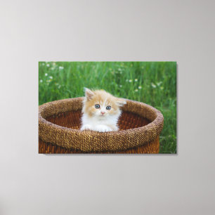 Cutest Baby Animals Blue Eyed Kitten Canvas Print