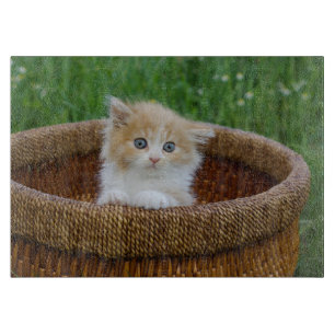 Cutest Baby Animals Blue Eyed Kitten Cutting Board