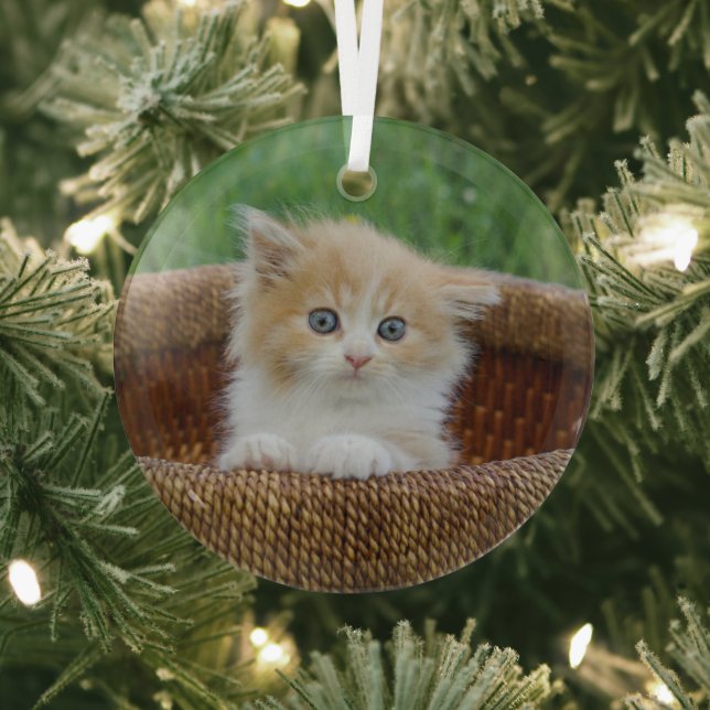 Cutest Baby Animals | Blue Eyed Kitten Glass Tree Decoration (Insitu)