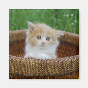 Cutest Baby Animals Blue Eyed Kitten Magnet