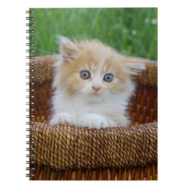 Cutest Baby Animals | Blue Eyed Kitten Notebook (Front)