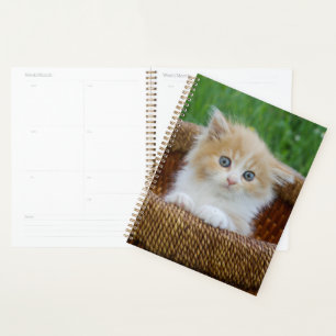 Cutest Baby Animals Blue Eyed Kitten Planner