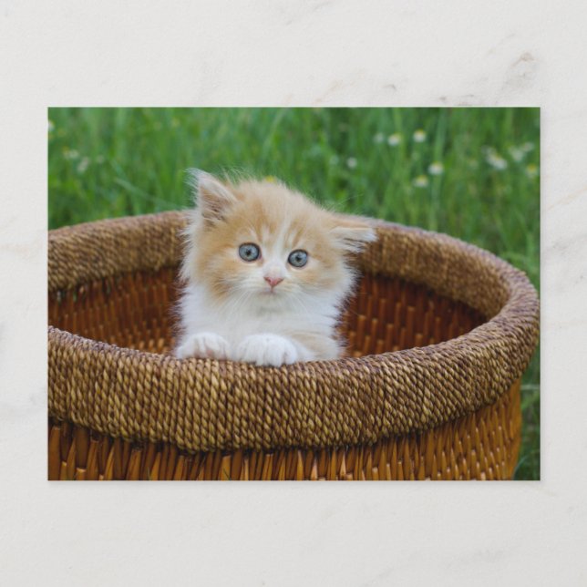 Cutest Baby Animals | Blue Eyed Kitten Postcard (Front)