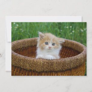 Cutest Baby Animals Blue Eyed Kitten Thank You Card