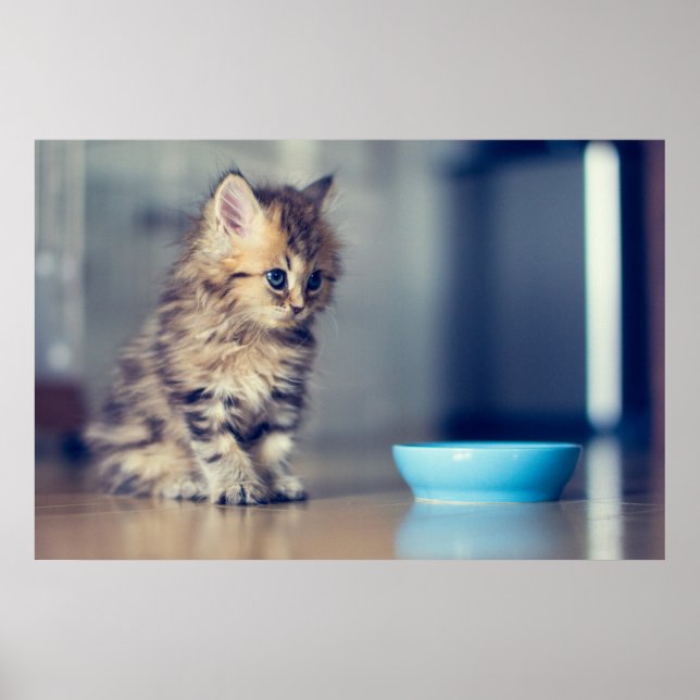 Cutest Baby Animals | Blue-eyed Persian Kitten Poster (Front)