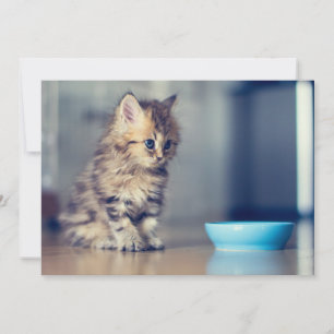 Cutest Baby Animals Blue-eyed Persian Kitten Thank You Card