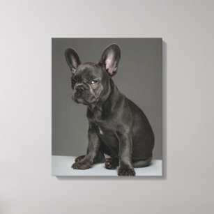 Cutest Baby Animals   Blue French Bulldog Puppy Canvas Print