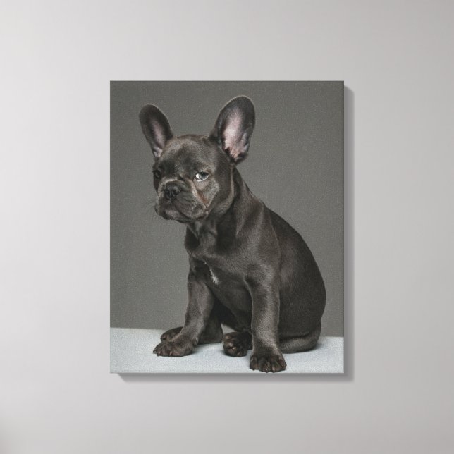 Cutest Baby Animals | Blue French Bulldog Puppy Canvas Print (Front)