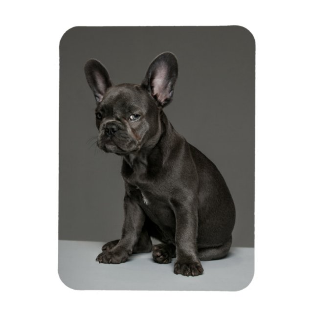 Cutest Baby Animals | Blue French Bulldog Puppy Magnet (Vertical)