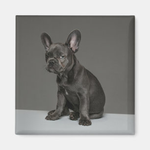 Cutest Baby Animals Blue French Bulldog Puppy Magnet