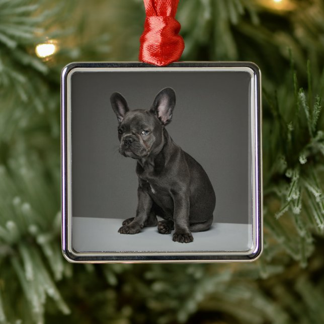Cutest Baby Animals | Blue French Bulldog Puppy Metal Tree Decoration (Tree)