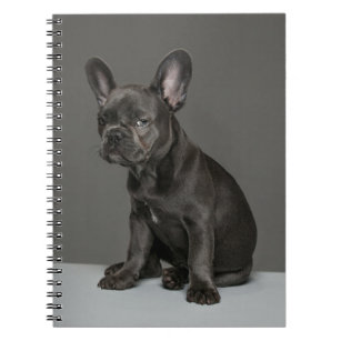 Cutest Baby Animals   Blue French Bulldog Puppy Notebook