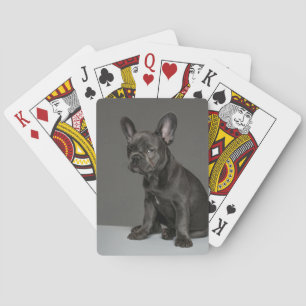 Cutest Baby Animals   Blue French Bulldog Puppy Playing Cards