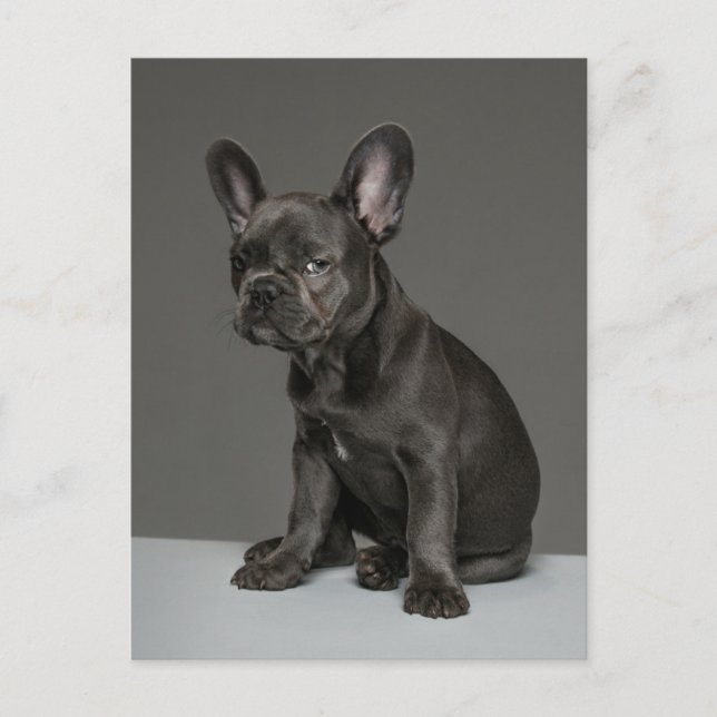 Cutest Baby Animals | Blue French Bulldog Puppy Postcard (Front)