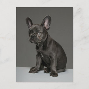 Cutest Baby Animals   Blue French Bulldog Puppy Postcard