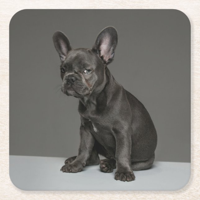 Cutest Baby Animals | Blue French Bulldog Puppy Square Paper Coaster (Front)
