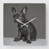 Cutest Baby Animals | Blue French Bulldog Puppy Square Wall Clock (Front)