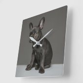 Cutest Baby Animals | Blue French Bulldog Puppy Square Wall Clock (Angle)