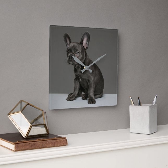 Cutest Baby Animals | Blue French Bulldog Puppy Square Wall Clock (Office)
