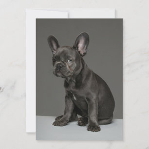 Cutest Baby Animals   Blue French Bulldog Puppy Thank You Card
