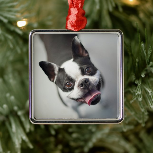 Cutest Baby Animals | Boston Bulldog Smile Metal Tree Decoration (Tree)