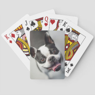 Cutest Baby Animals Boston Bulldog Smile Playing Cards