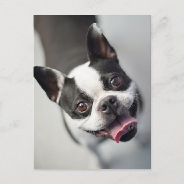 Cutest Baby Animals | Boston Bulldog Smile Postcard (Front)
