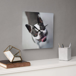 Cutest Baby Animals   Boston Bulldog Smile Square Wall Clock