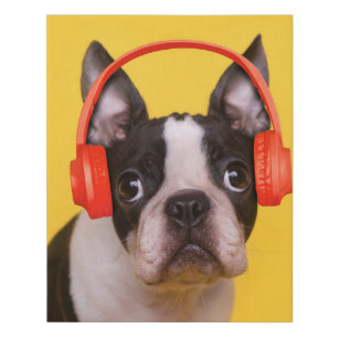 Cutest Baby Animals   Boston Terrier Headphones Faux Canvas Print