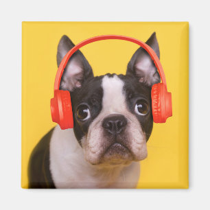 Cutest Baby Animals Boston Terrier Headphones Magnet